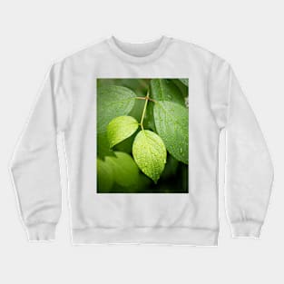 Water drops on green leaves after rain Crewneck Sweatshirt